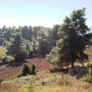 Земельный участок в Kassandra Municipality, фото 4