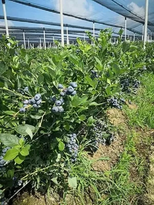 Земельный участок в Шабац