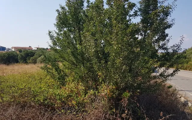 Земельный участок в Kassandra Municipality