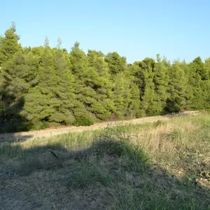Земельный участок в Kassandra Municipality, фото 2
