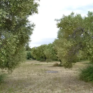 Земельный участок в Kassandra Municipality, фото 2