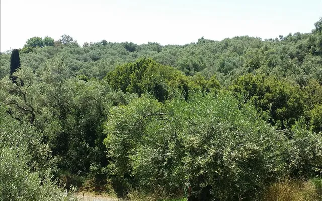 Земельный участок в Corfu