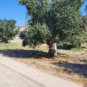 Земельный участок в Kassandra Municipality, фото 3
