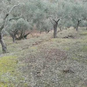 Земельный участок в Утеха, фото 2