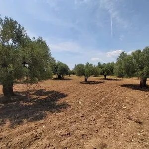 Земельный участок в Ситониа, фото 2