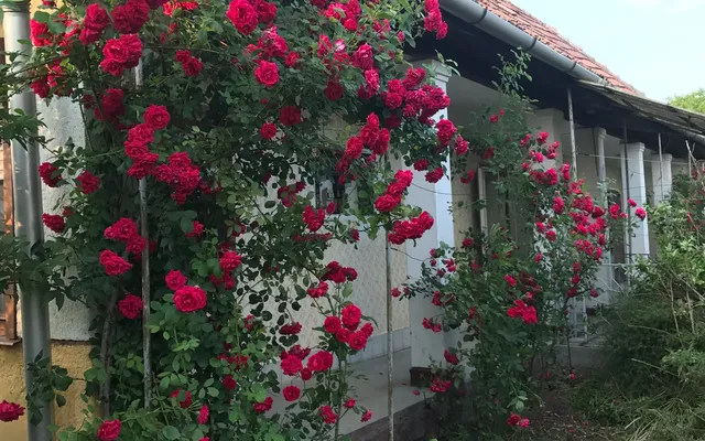 Коттедж в Сихалом