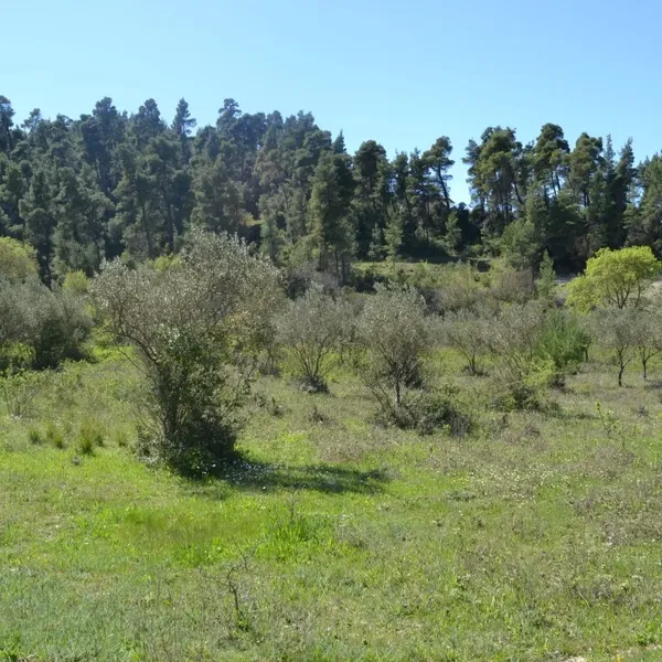 Земельный участок в Kassandra Municipality, фото 1