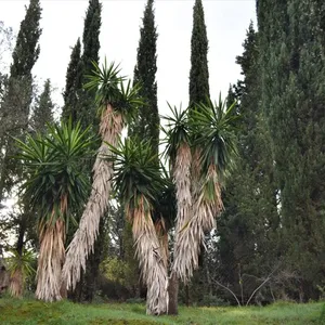 Земельный участок в Corfu, фото 3