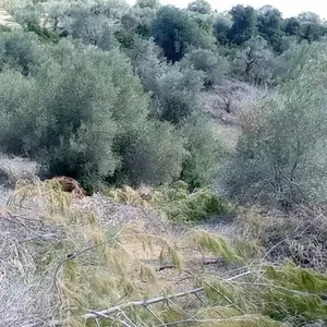 Земельный участок в Kassandra Municipality, фото 5