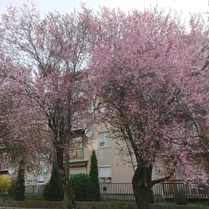 Квартира в Хевиз, фото 2