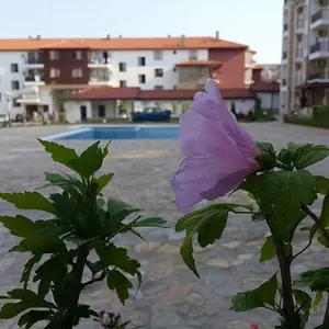 Студия в Равда, фото 3