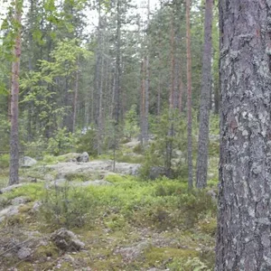 Земельный участок в Пуумала, фото 4