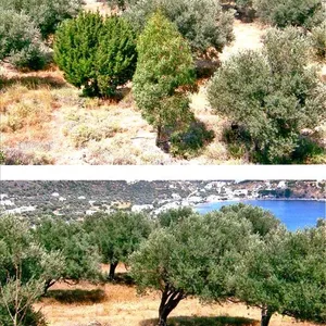 Земельный участок в Municipality of Sifnos, фото 3