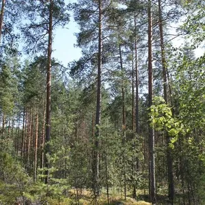 Земельный участок в Пуумала, фото 5