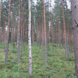 Земельный участок в Савонлинна, фото 4