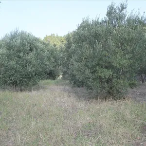 Земельный участок в Ситониа, фото 4