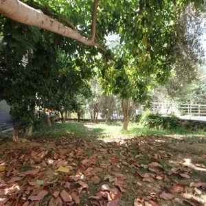 Пентхаус в Джикджилли, фото 2