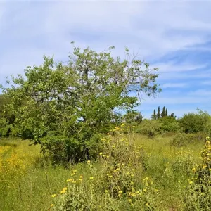 Земельный участок в Corfu, фото 3
