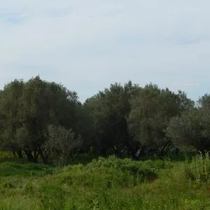 Земельный участок в Македония и Фракия, фото 3