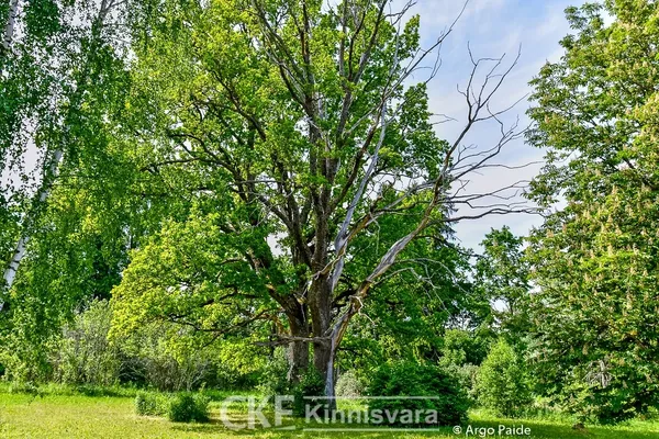 Отель в Кыдукюла