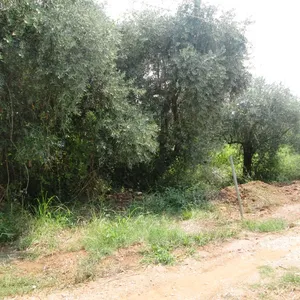 Земельный участок в Тасос, фото 4