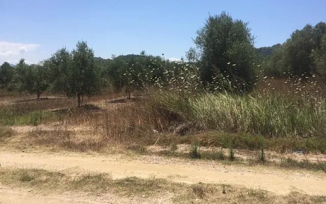 Земельный участок в Олимпия