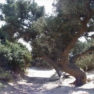 Земельный участок в Elafonisos, фото 4