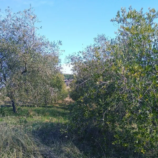Земельный участок в Podmeja, фото 1