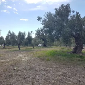 Земельный участок в Kassandra Municipality, фото 3