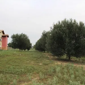 Отдельный дом в Плаяри, фото 3