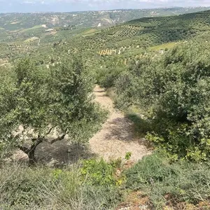 Земельный участок в Арханес, фото 2