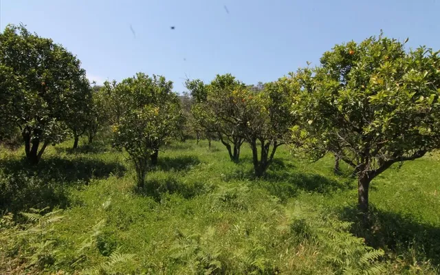Земельный участок в Corfu