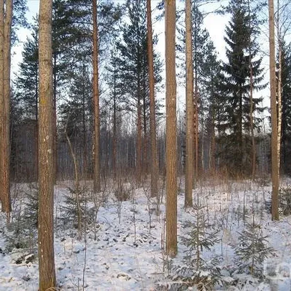 Земельный участок в Руоколахти, фото 1
