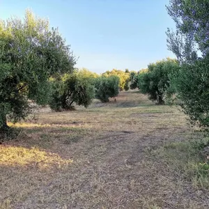 Земельный участок в Захаро, фото 5