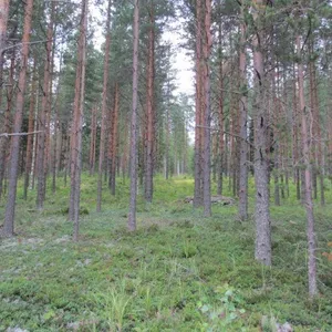 Земельный участок в Савонлинна, фото 2