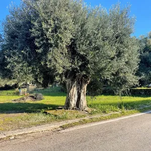 Земельный участок в Corfu, фото 2