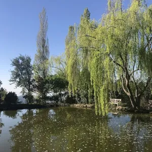 Вилла в Бордигера, фото 5