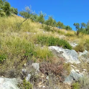Земельный участок в Тасос, фото 5
