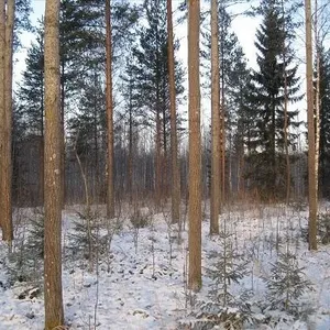 Земельный участок в Руоколахти, фото 4