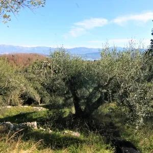 Земельный участок в Corfu, фото 4