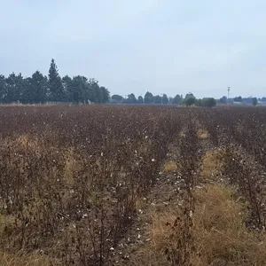 Земельный участок в Терми, фото 3