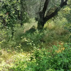 Земельный участок в Corfu, фото 2