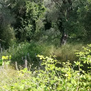 Земельный участок в Corfu, фото 3