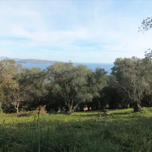 Земельный участок в Corfu, фото 3