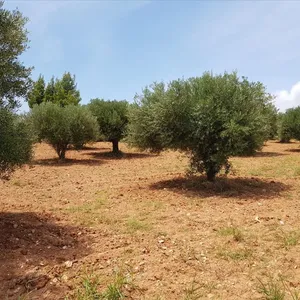 Земельный участок в Ситониа, фото 3