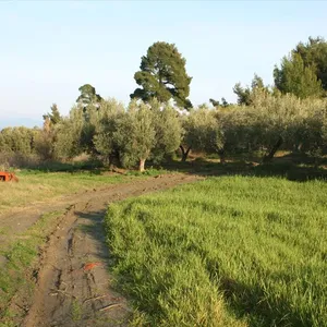 Земельный участок в Kassandra Municipality, фото 4