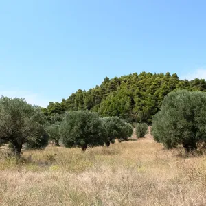 Земельный участок в Kassandra Municipality, фото 2