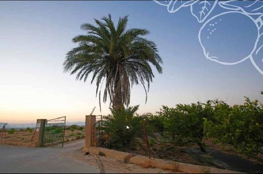 Земельный участок в Альгорфа