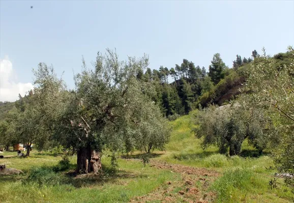Земельный участок в Kassandra Municipality