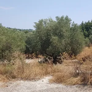 Земельный участок в Kassandra Municipality, фото 4